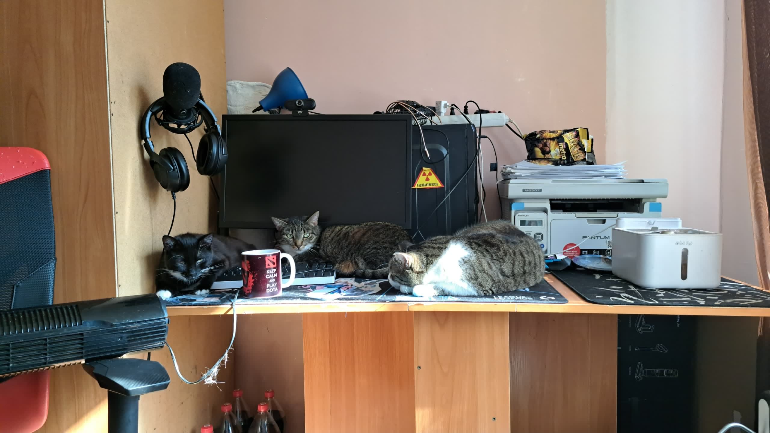 Kai's three cats together on the desk